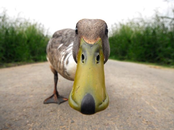 curious duck by Tilly Meijer